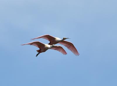 174 Roseate Spoonbills in Flight