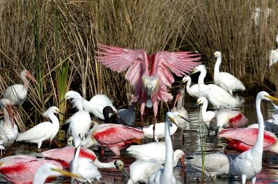 176 Roseate Spoonbill Landing with Egrets and Ibis