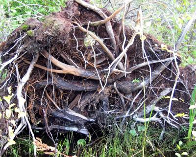 Fallen tamarack