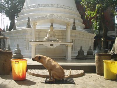 Dog pees in front of stupa