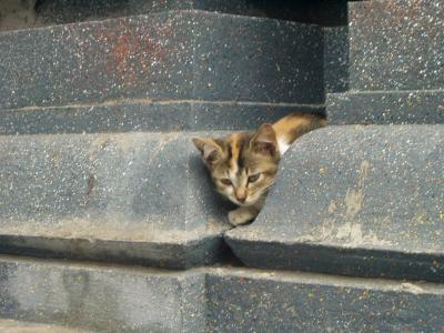 Temple Kitty