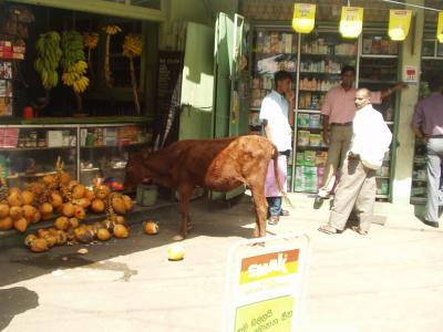 Window shopping bovine