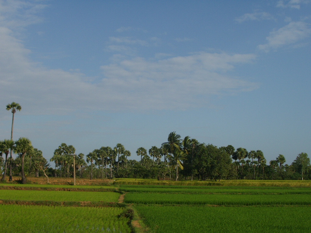 Rice fields