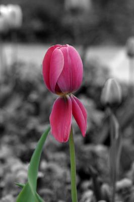 tulip.jpg