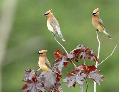 3-YellowJays.jpg