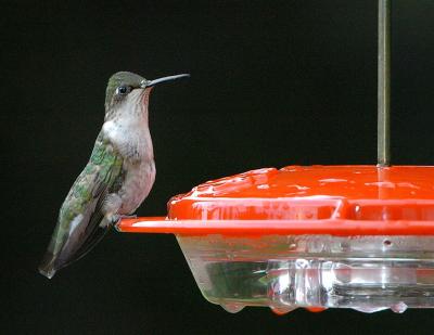 HummerFeeder.jpg