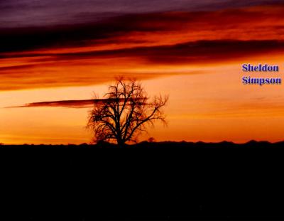 Tree Sunset.jpg