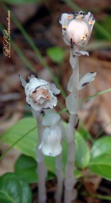 Monotropa Uniflora.jpg