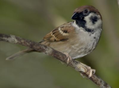 Eurasian Tree-Sparrow
