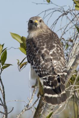 Sharp-shinned Hawk