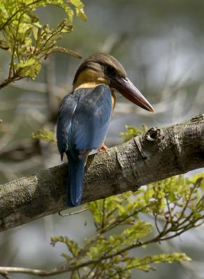 Stork-billed Kingfisher