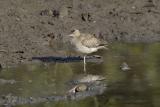 Curlew Sandpiper