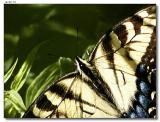 Tiger Swallowtail