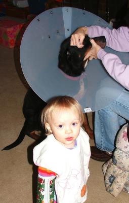 My dog Martha has a nervous condition where she rubs her eye and face on everything. Now she has to wear this satellite dish, so she can't rub her face till her eye heals.