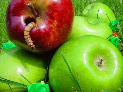 One Bad Apple Spoils the Whole Bunch by Cheryl Meisel