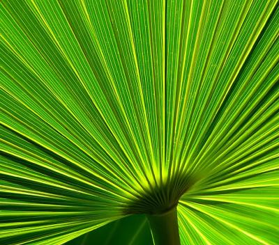 Palm Fan A Challenge Header Photo