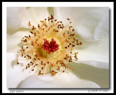 White Rose By BertD