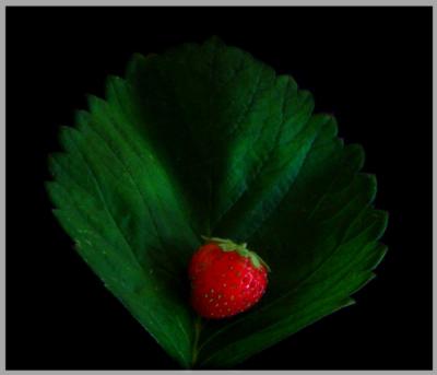 Wild Strawberry*   by Ric Skilton