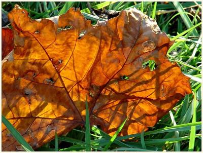 Veined* by Bev Brink