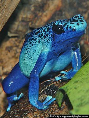 Dendrobates Azureus   by Kyle Kopp