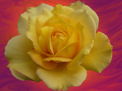 yellow roseby Harry Behret