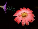 Flower Music  by Cheryl Meisel</br>10th Place