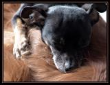 Soft Bed by Katherine Kenison