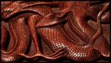 Sinuous Scales * <br> by mlynn