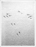 <b>Tire Tracks</b>*<br><font size=-1>by Ed Hahn</font>