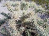 Cactus<br><font size=2> by KMCC