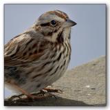 <b>Feathered Friend</b><br><font size=1>by Roberta</font>