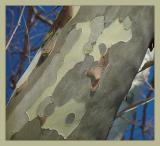 <b>10th</b><br><b>Sycamore</b><br><font size=1>* by Bev Brink</font>