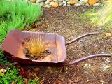 Old Rusty by golfers2424