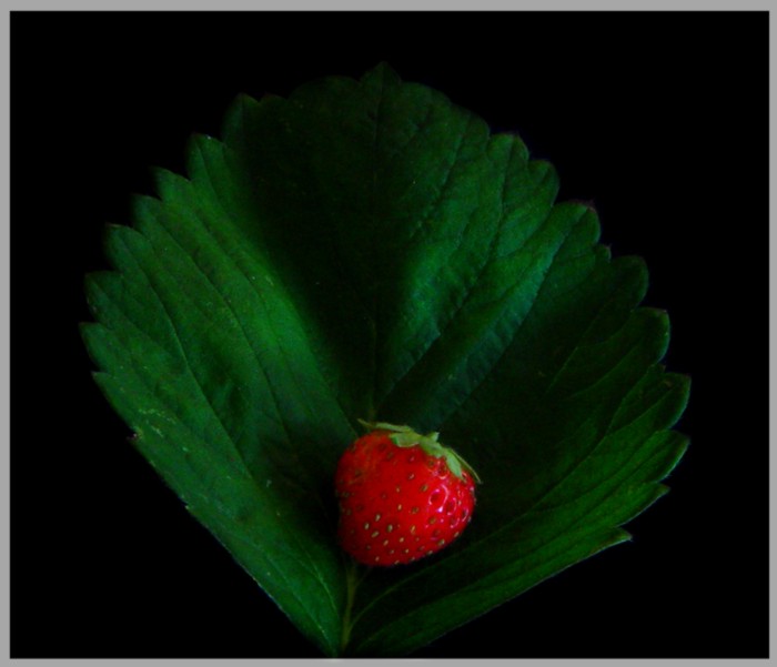 <b>Wild Strawberry*</b> <br> <font size=1> by Ric Skilton</font></p>