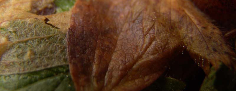 <b>Leaf Leather *</b><br><font size=1>by spybyscript</font>