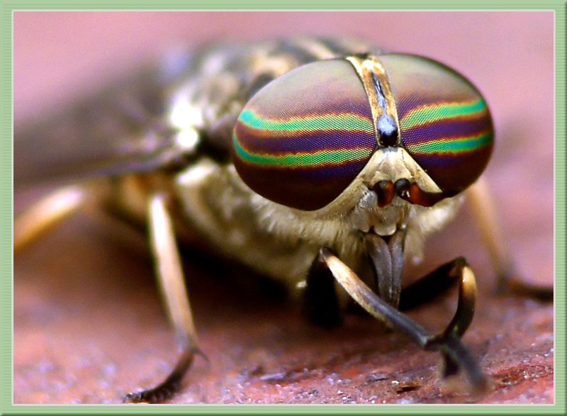 3rd Place<br>The Deer Fly<br>by Pete W
