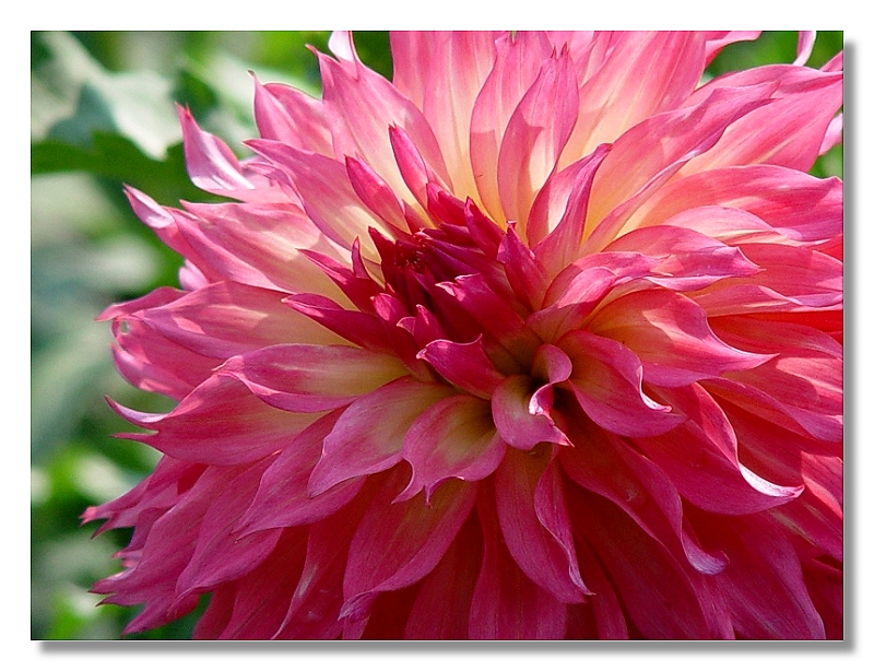 a dahlia, darlin<br><font size=1>by Bev Brink</font>