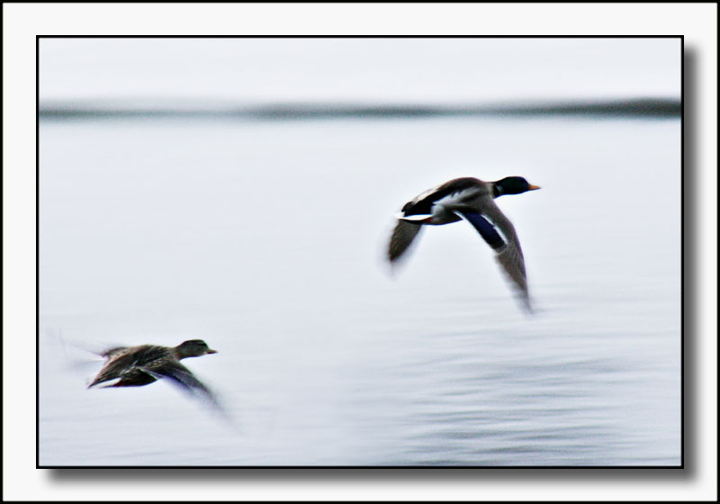 Mallards In Flight