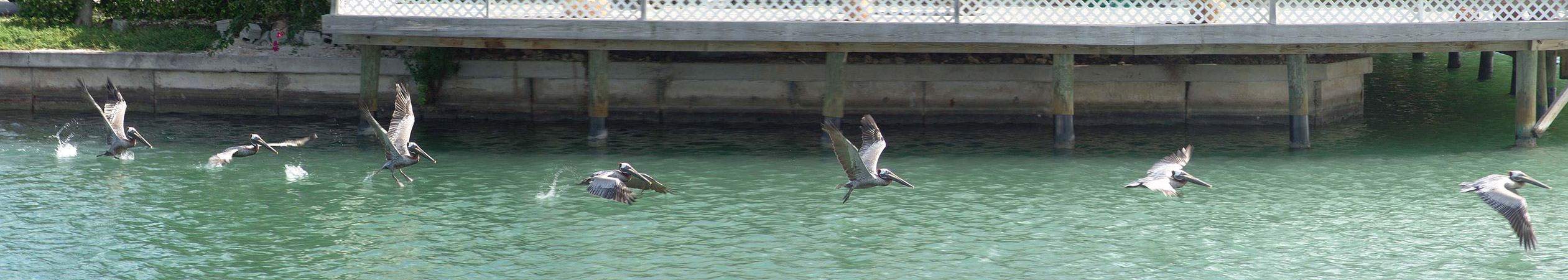 Pelican taking Flight (Large Image)
