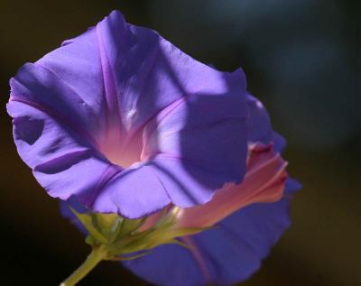 8-1 clematis e 0380.jpg