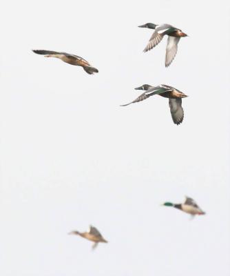 2-25 shovelers 7031.jpg