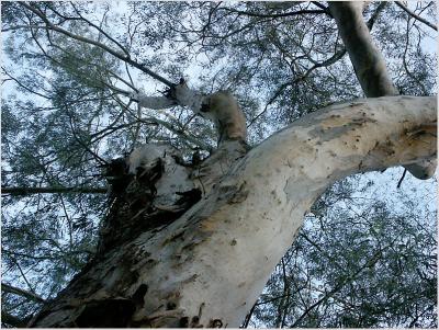 Mighty Eucalyptus