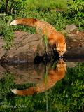 nsn-fox-reflection.jpg