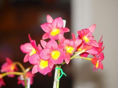 Orchid 1.jpg