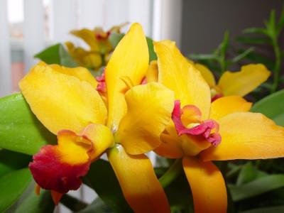 Orchid 4.jpg