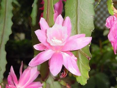 Pink Cactus.jpg