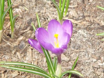 Purple Crocus 1.jpg