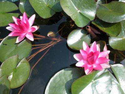 Water Lily 1.jpg