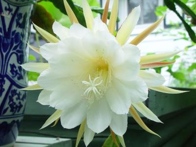 White Cactus 1.jpg