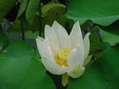 White Lotus 1.jpg